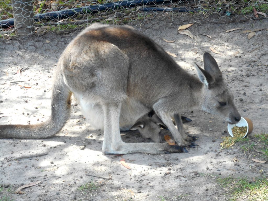 Photo of an eating Cangaroo